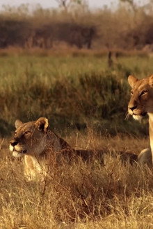 Africa's Predator Zones