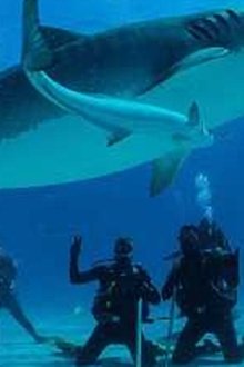 Save-This-Shark
