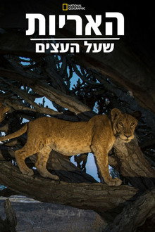 האריות שעל העצים