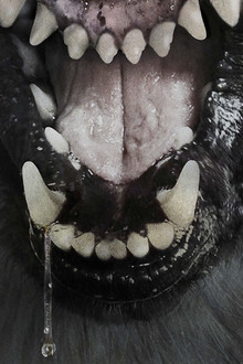 The-Pack---Die-Meute