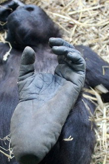 Der unsichtbare Zoo