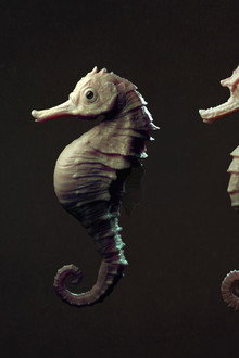 The Seahorse Trainer