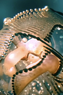 Radiolaria: A Symphony of Microcosmic Dream