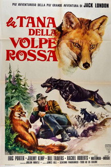 The Belstone Fox