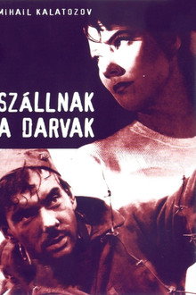 Szállnak a darvak