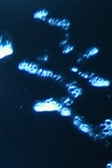 Formosa
