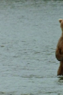 Bear Wars