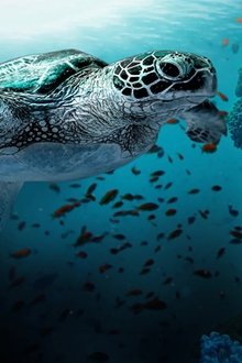 Das-Great-Barrier-Reef---Schatzkiste-der-Natur