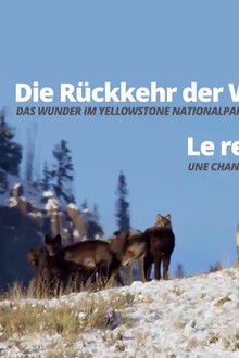 Die-Rückkehr-der-Wölfe-Das-Wunder-im-Yellowstone-Nationalpark