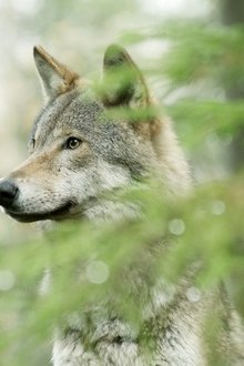 Wilder-Grenzgänger---Der-Wolf-ist-zurück