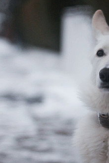 Snow Puppy