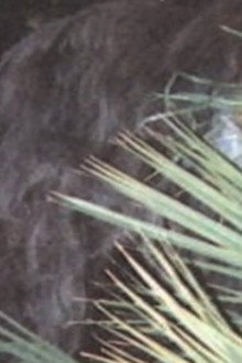 Southern Fried Bigfoot