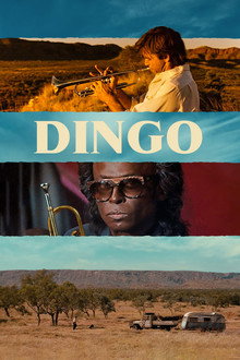 Dingo