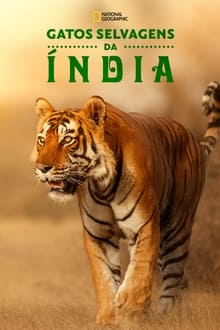 Poster da série Gatos Selvagens da Índia
