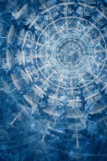 Ayahuasca: Kosmik Journey