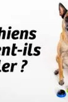Les chiens peuvent-ils parler ?