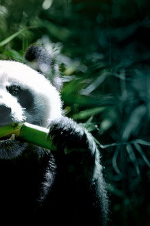 The Hidden Kingdoms of China