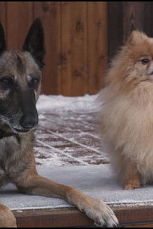 Zwei-Helden-auf-acht-Pfoten