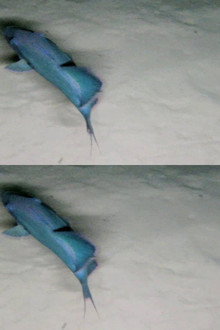 Dive 3D - Leben Im Schiffswrack
