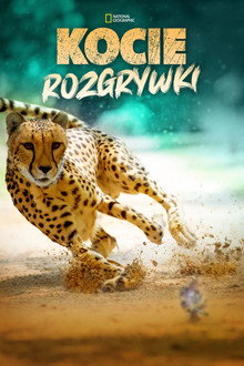 Kocie rozgrywki