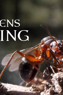 Barrskogens drottning