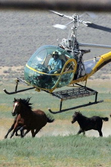 Chasing Wild Horses