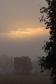 The Fog