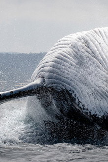 Southern Ocean Live
