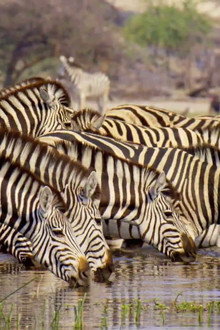 Merveilles d’Afrique