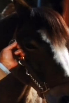 Knots Landing - Season 6