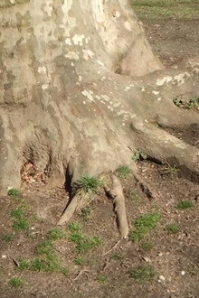 Roots of Manhattan