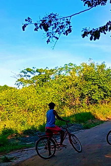 Árvores e Bicicletas