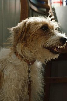 Torna-a-casa,-Jimi!---10-cose-da-non-fare-quando-perdi-il-tuo-cane-a-Cipro