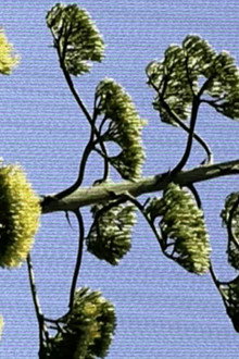 Plant X