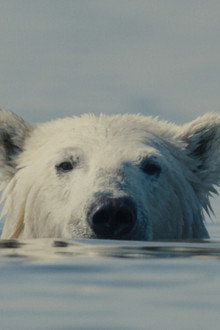 Nuisance Bear
