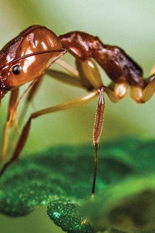 Ants - Nature's Secret Power