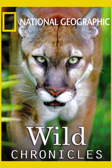 Wild Chronicles