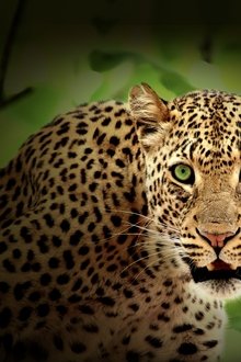 Caçadores-da-África