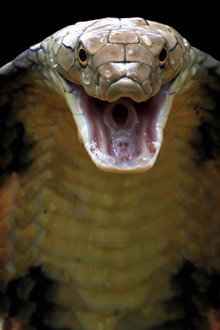 Killer Snakes