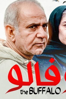 بوفالو