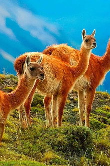 Wild Chile: Un viaje salvaje