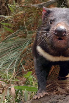 Secret Life Of The Tasmanian Devil