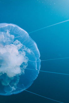 Voyage-of-Time -Au-fil-de-la-vie