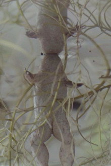 Sliktie dzīvnieki