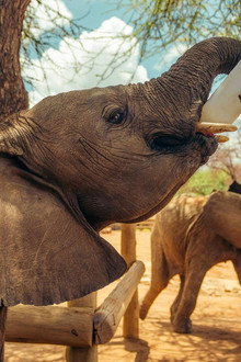 Becoming Elephant: The Orphans of Reteti