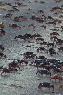 Providencia March of the Crabs