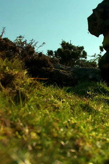 Stag Hunt