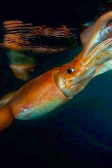 The Truth About Killer Squid