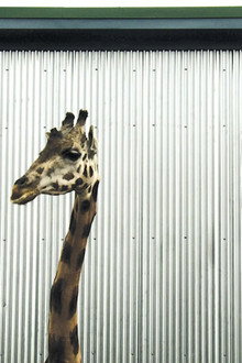 Bestiaire