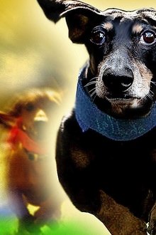 Wiener-Dog-Nationals